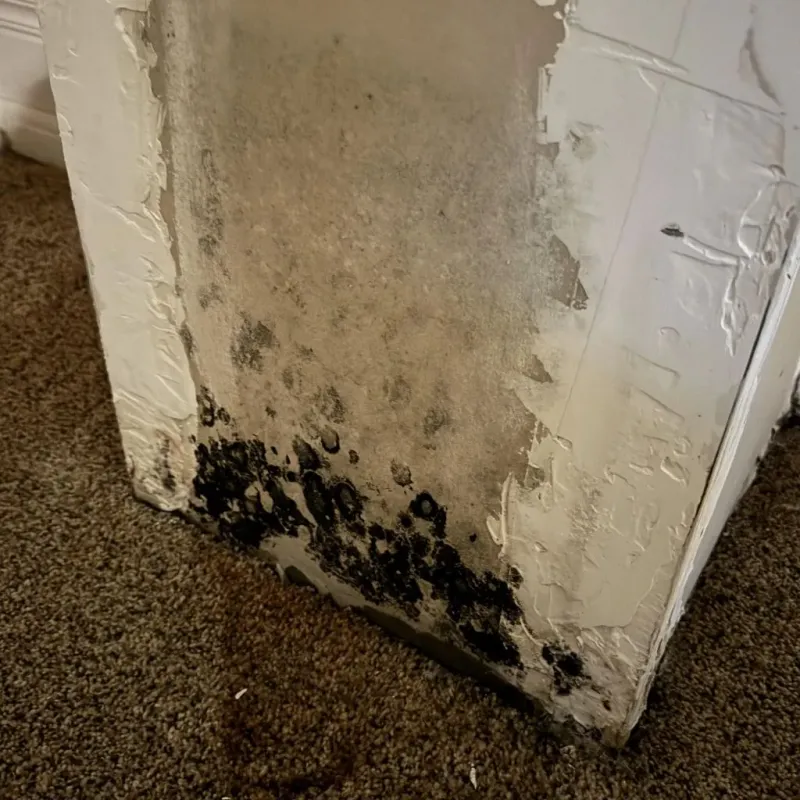 Professional Mold Removal in Taylor County, TX